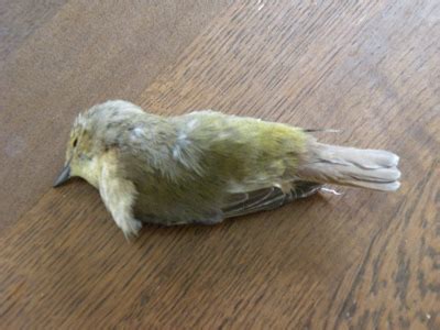 小鳥突然死掉